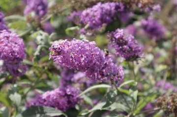 Vlinderstruik met paarse bloemen