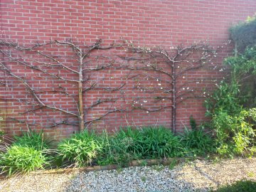 Leifruitbomen pruim en appel tegen muur