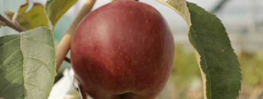 De beste appelbomen met zoete appels