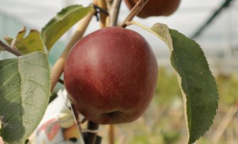 De beste appelbomen met zoete appels