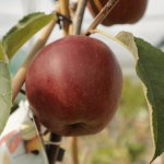 De beste appelbomen met zoete appels