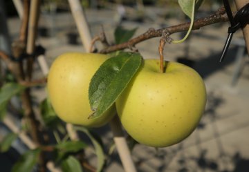 Golden Delicious gele appel