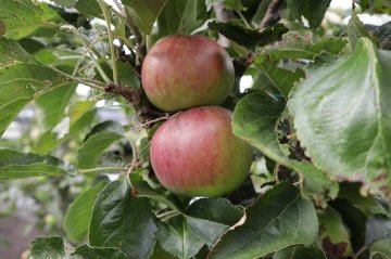 Appels aan appelboom