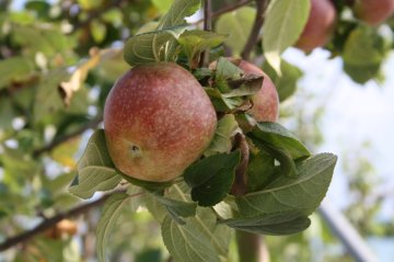 Zoete Ermgaard appels in appelboom