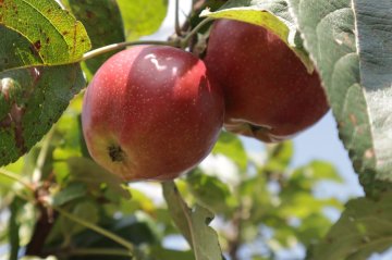 Summerred appels in een appelboom