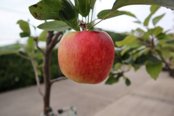Delcorf (Delbare) appels