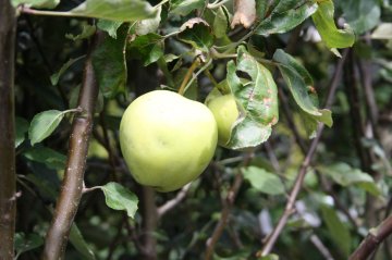 Transparante Jaune appels in boom