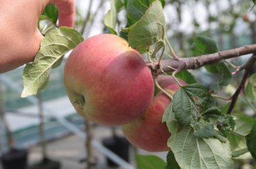 Beauty of Bath appels