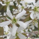 Bloesem van Krentenboom 'Prince William'