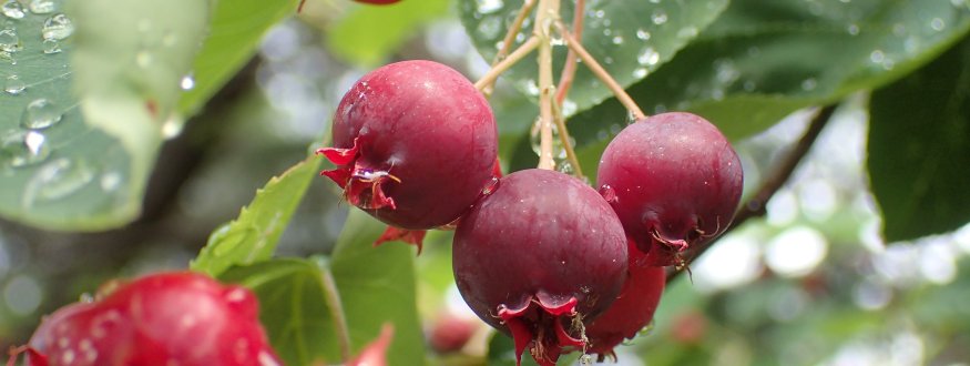 Krentenboom 'Prince William'