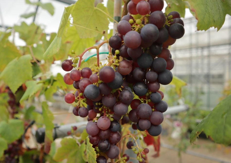 Welke fruitplanten klimmen? Een overzicht van alle soorten klimplanten met fruit!