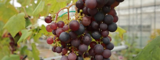 Welke fruitplanten klimmen? Een overzicht van alle soorten klimplanten met fruit!