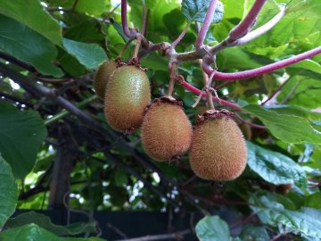 Kiwi's in een kiwiplant