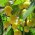 Gele kersenboom ‘Donissens Gold’