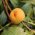Dwergperzikenboom 'Yellow Peach'