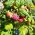 Zuilframboos 'Raspberry Tower'