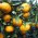 Mandarijnboom 'Satsuma'