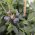 Groenblijvende Blauwe Bes 'Sunshine Blue' 