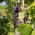 Pitloze blauwe buitendruif 'Glenora'