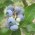 Blauwe bessenstruik 'Liberty' ®