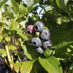 Blauwe bessenstruik 'Northland'