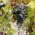 Druivelaar 'Dornfelder'