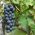Pitloze blauwe druif 'Attika'
