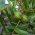 Pecannotenboom 'Pawnee'
