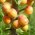 Abrikozenboom 'Hargrand'