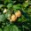 Doordragende frambozenstruik Twotimer® 'Sugana Yellow'