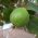 Feijoa (Ananasguave)