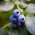 Blauwe bessenstruik 'Grover'