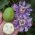 Passievrucht Cooltropics® 'Eia Popeia'® 