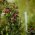 Zuilbraam 'Magical® Joy'