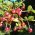 Chileense guave 'Villarica Strawberry'