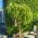 Dwergnectarine 'Arcadia® Rubis ®'