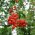 Peerlijsterbes (Sorbus x Peer) 'Rubinovaja'
