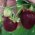 Zwarte Aardbeienplant 'CherryBerry'
