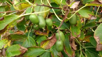 Groene kiwibessen in struik