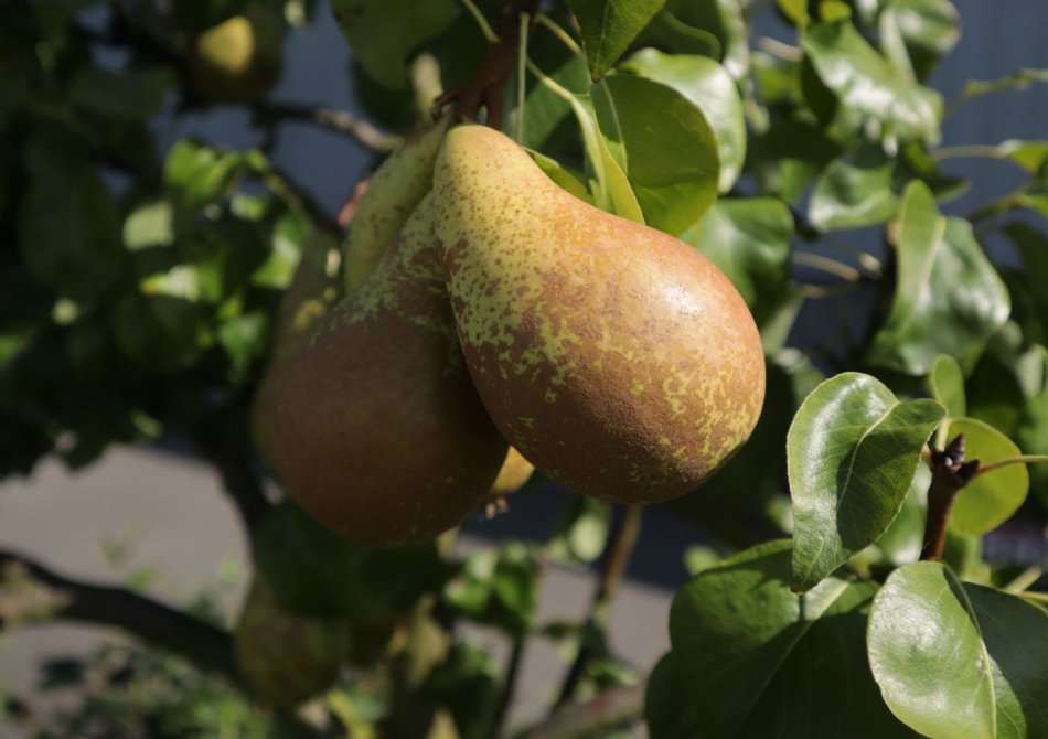 Vruchtdunning bij perenboom voor grotere, smakelijkere peren