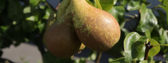 Vruchtdunning bij perenboom voor grotere, smakelijkere peren