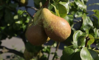 Vruchtdunning bij perenboom voor grotere, smakelijkere peren