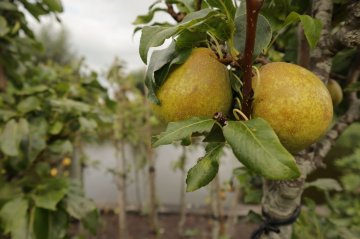 Nashiperen in een boom