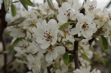 Witte bloesem van een perenboom