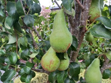 Groene concorde peren in een boom