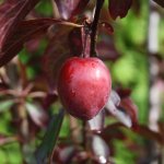 Roodbladige pruimenboom 'Trailblazer'