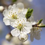 Bloesem van Kroosjespruim 'Johnny's Gelbe'