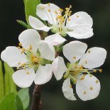 Bloesem van Aprium 'Aprisali' ®