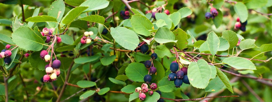 Saskatoonbes 'Martin'