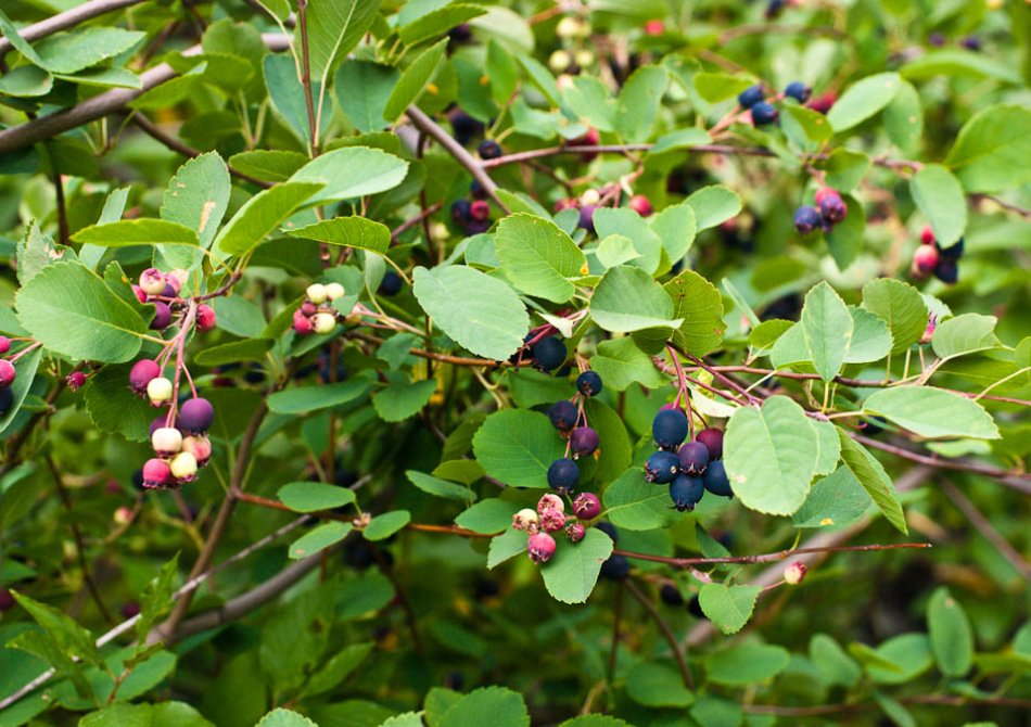 Saskatoonbes 'Martin'